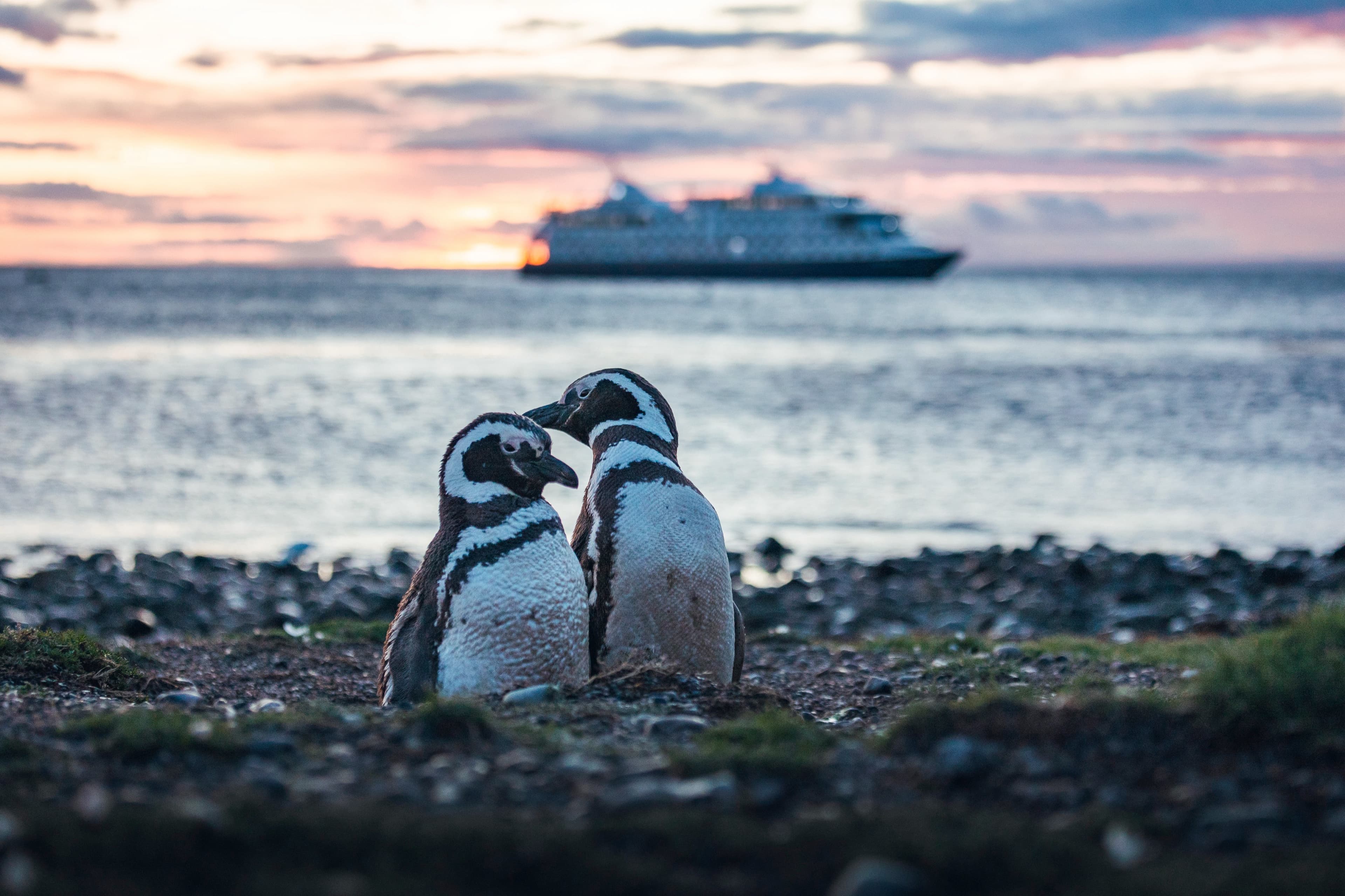 Australis cruise ship at sea
